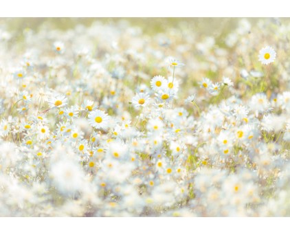 8-994 Фотообои Komar "Daisies"
